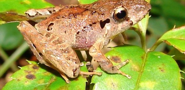 Conexão entre florestas e rios fortalece microbioma de anfíbios e os protege contra fungo letal