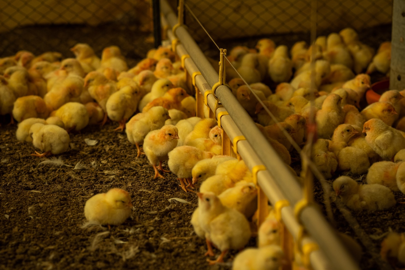 Agrodefesa reforça importância da prevenção contra gripe aviária no outono e inverno