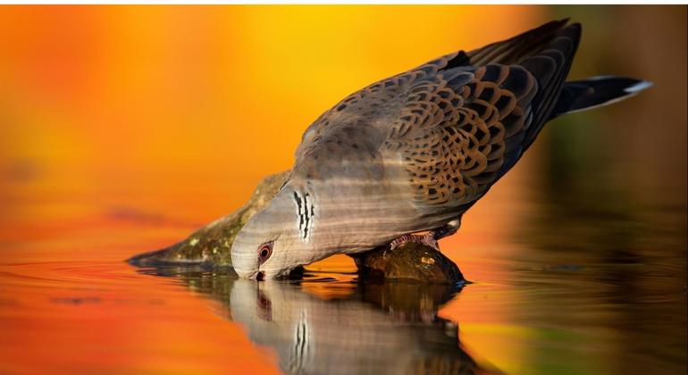 Cada pessoa conta: A relevância dos dados no Dia Mundial das Aves Migratórias