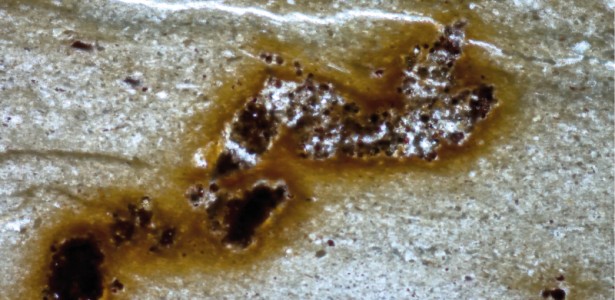 Microfósseis interpretados como rastros de animais eram na verdade algas e bactérias