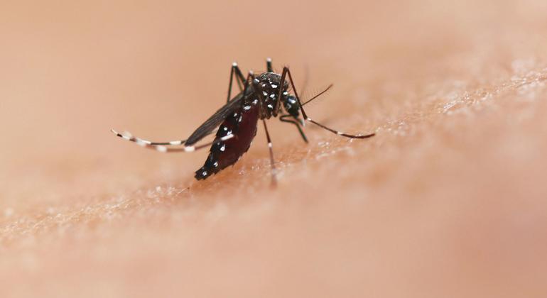 Ciência e comunidade juntam-se na corrida contra a dengue nas Américas