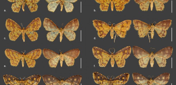 Novas espécies de mariposas são descritas em homenagem a orixás