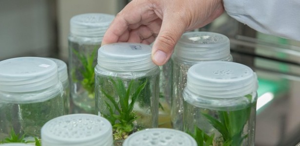 Unesp de Araraquara recebe inscrições em pós-graduação em biotecnologia