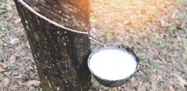 Estudo revela erro que compromete a produção de látex em seringueiras clonadas