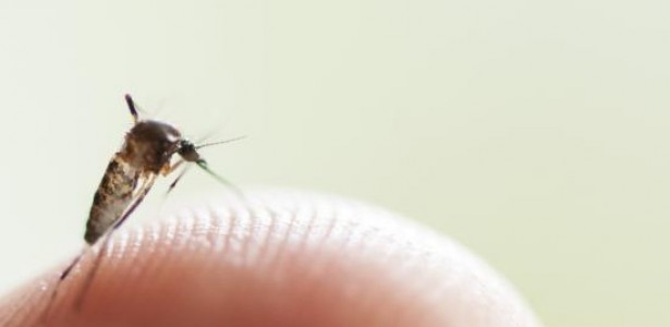 Chamada global de propostas ampliará o acesso a tecnologias de saúde para dengue