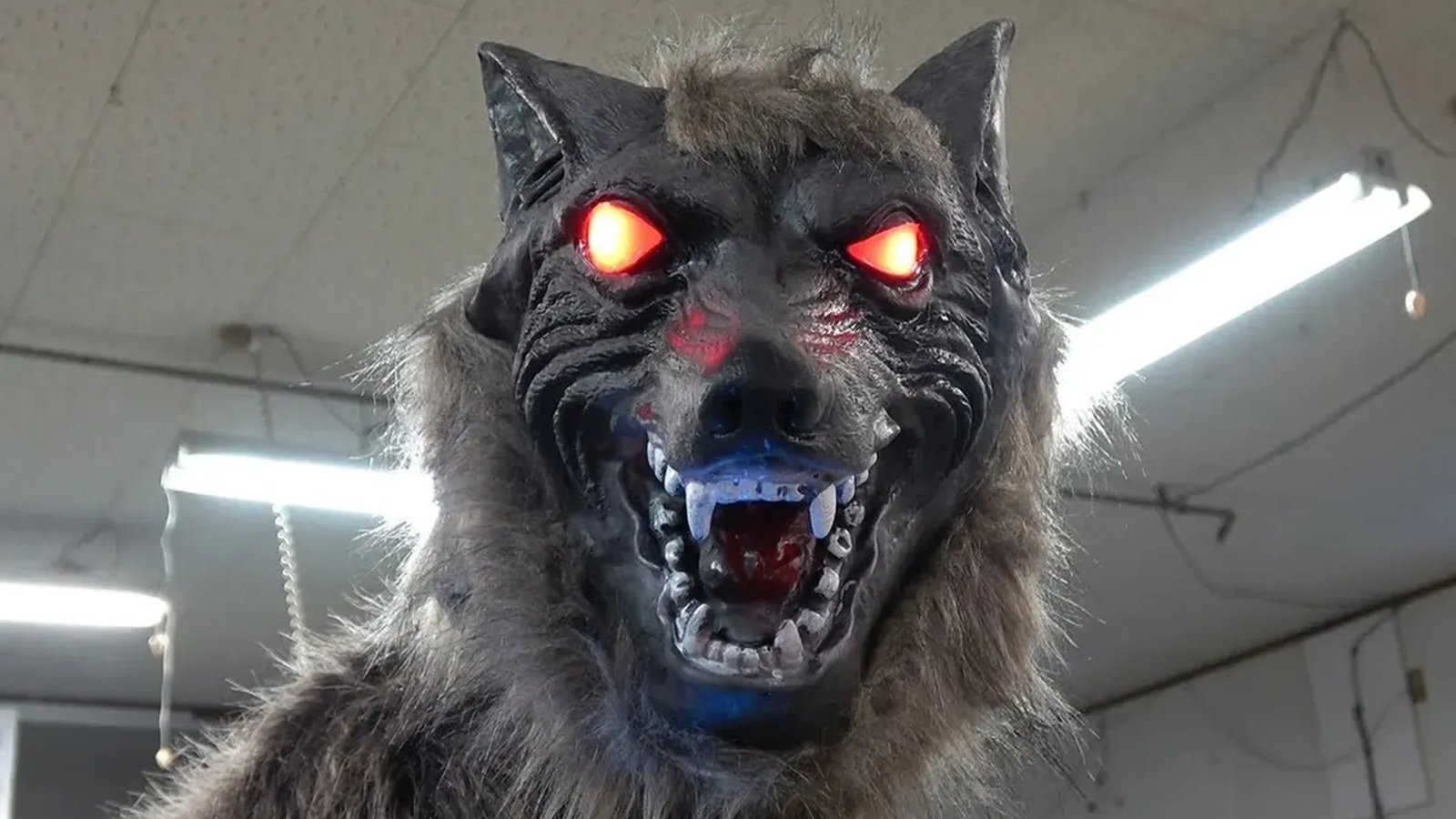 Lobos robôs viram arma improvável contra ataques de ursos no Japão