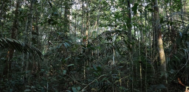 Mesmo impactadas, florestas primárias ainda são principal fonte de biodiversidade na Amazônia