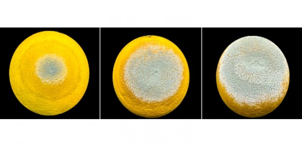 Estudo premiado descreve estratégia usada pelo mofo azul para devastar frutas cítricas