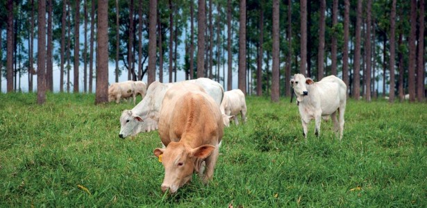 Pesquisas sobre produção animal e clima crescem, mas ainda é desafio levar ciência ao campo