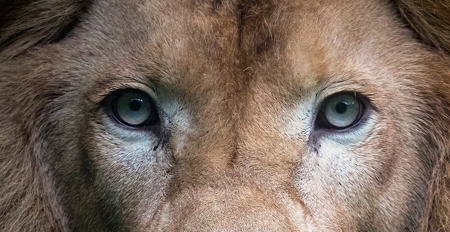 Reta final do IRPF: milhões ainda devem declarações hoje (29)