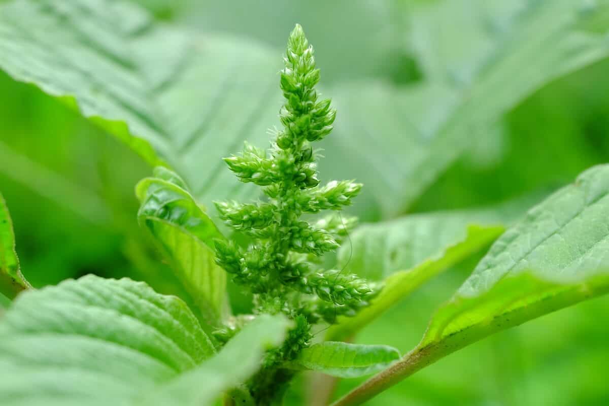 Agrodefesa abre consulta pública sobre controle do caruru-palmeri