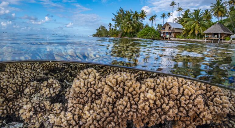 O futuro da humanidade depende da saúde dos oceanos