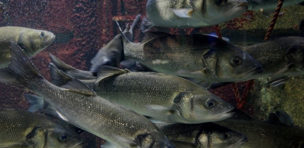 Impacto do aquecimento global na reprodução dos peixes pode ser temporário