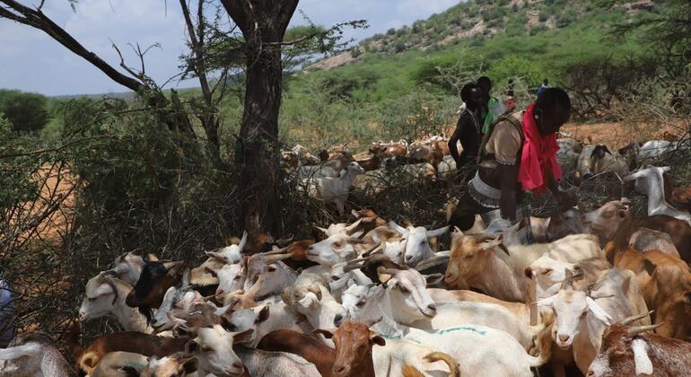 FAO alerta para riscos crescentes de doenças animais transfronteiriças