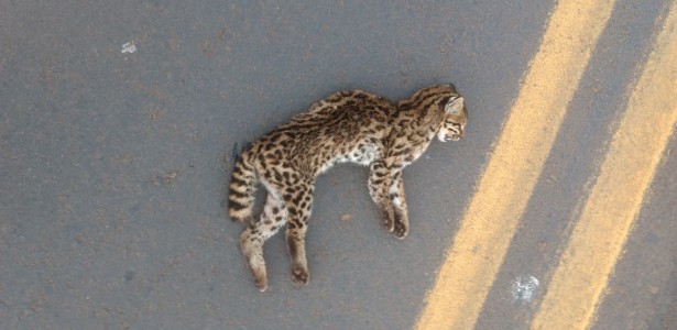 Fungo patogênico transmitido pelo arranhão do gato doméstico está presente em animais selvagens