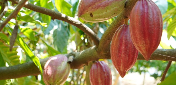 Pesquisa aponta estratégia de proteção do cacau amazônico contra a vassoura-de-bruxa