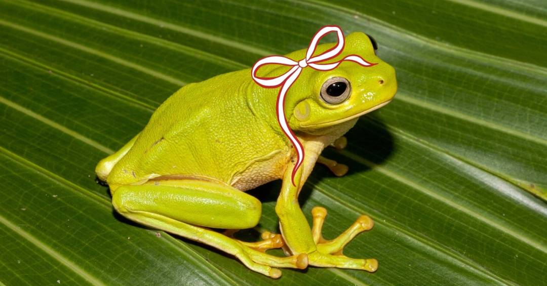Qual é o feminino de sapo?