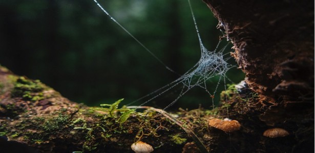 Tempestades impactam arquitetura das teias e sobrevivência de aranhas