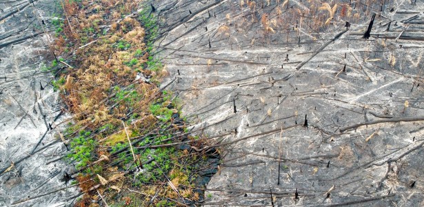 Fogo e desmatamento transformam Amazônia em fonte de carbono para a atmosfera