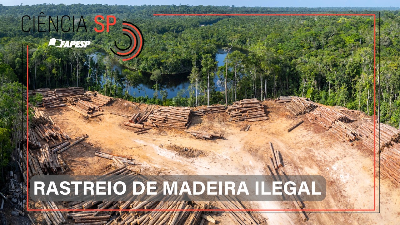 VÍDEO  | Ferramenta permite rastrear madeira ilegal