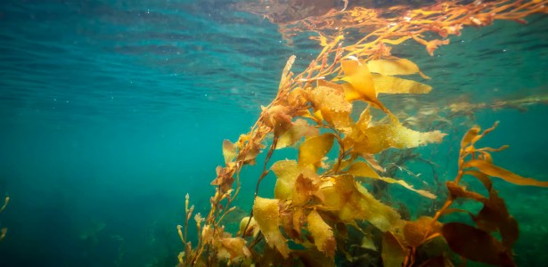 Algas revelam impactos da mudança climática do litoral brasileiro à Antártica