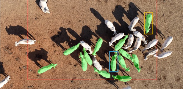 Sistema com drones e inteligência artificial indica momento ideal para abate de bovinos