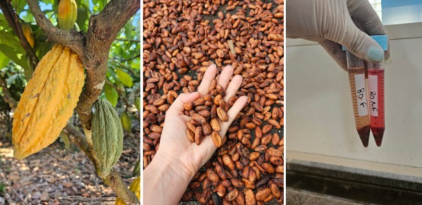 Pesquisa une sabor e valor nutricional ao chocolate amazônico