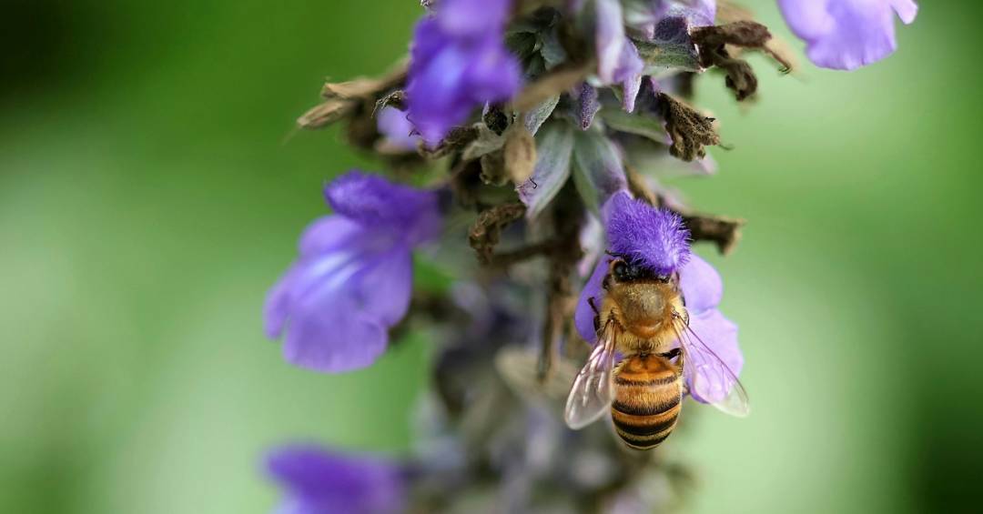 Qual é o certo: a própolis ou o própolis?