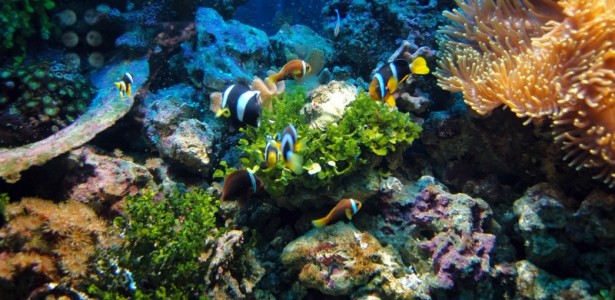 FAPESP vai apoiar colaborações internacionais em oceanos e biodiversidade marinha