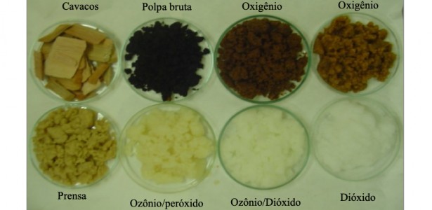 Enzima produzida por fungo pode substituir produtos químicos na indústria de papel