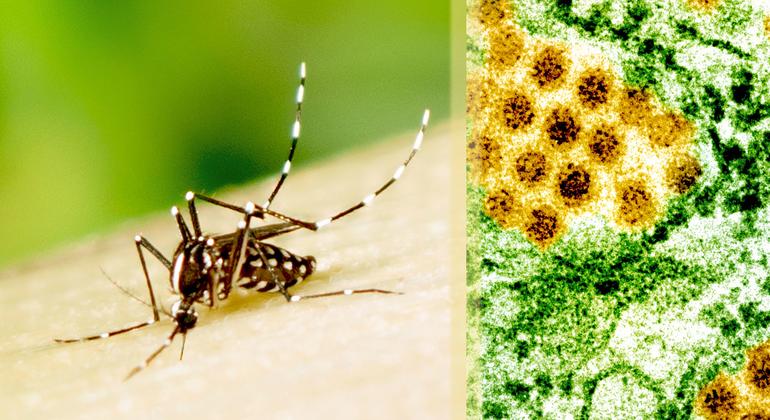 OMS nas Américas atribui aumento de casos de dengue a mudanças ambientais