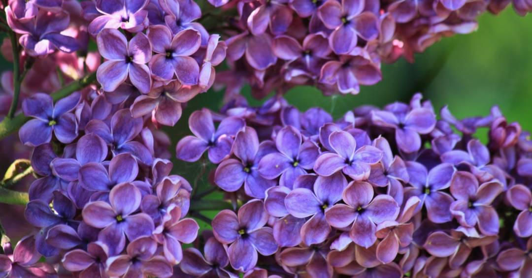 Qual é o plural de lilás? Entenda a polêmica dos gramáticos