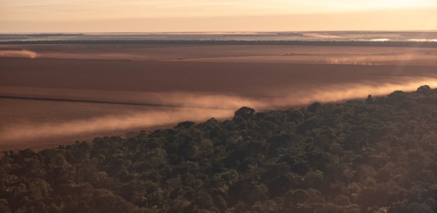 Incêndios, secas e tempestades de vento tornam vegetação da Amazônia menos diversa