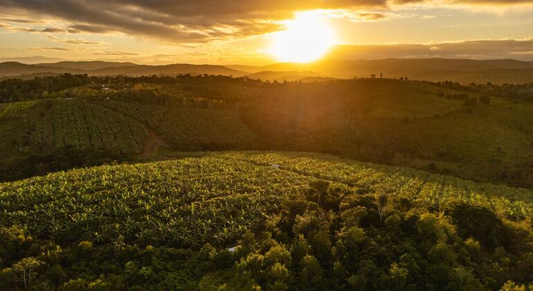 Relatório revela que calor extremo no Brasil abalou produção de soja e pecuária