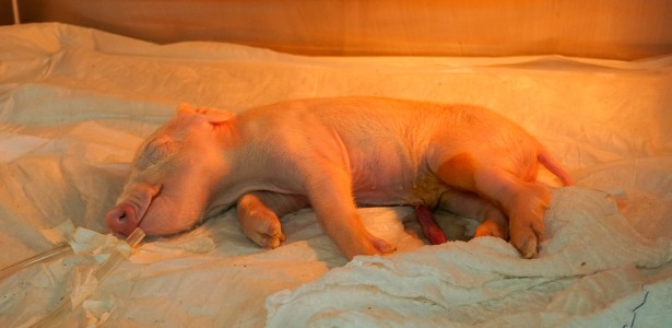 Brasil cria o primeiro porco clonado da América Latina com o objetivo de fornecer órgãos para o SUS